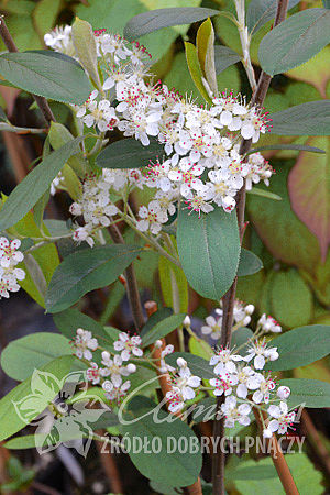 Aronia mitschurinii