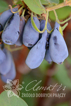 Lonicera kamtschatica 'Jolanta'