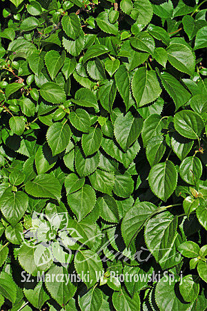 Hydrangea anomala 'Cordifolia'