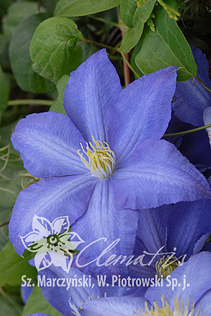 Clematis 'Vistula'