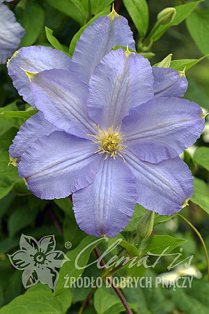 Clematis 'Vistula'