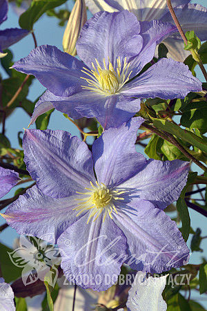 Clematis 'Vistula'