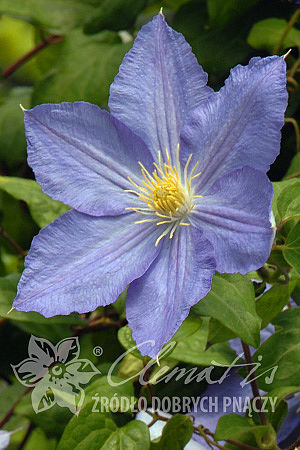 Clematis 'Vistula'