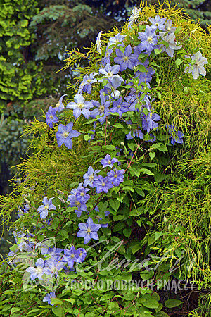 Clematis 'Vistula'