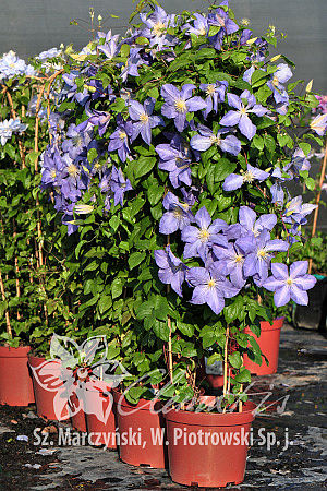 Clematis 'Vistula'