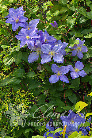 Clematis 'Vistula'