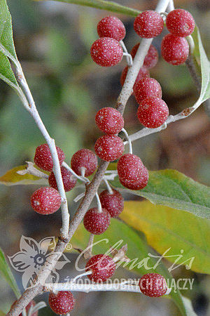 Elaeagnus umbellata POINTILLA® SWEET'N'SOUR®