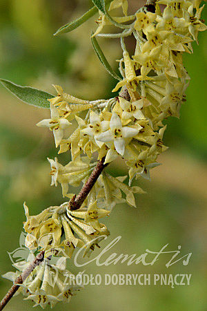 Elaeagnus umbellata POINTILLA® SWEET'N'SOUR®