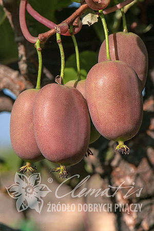 Actinidia arguta 'Bingo' PBR