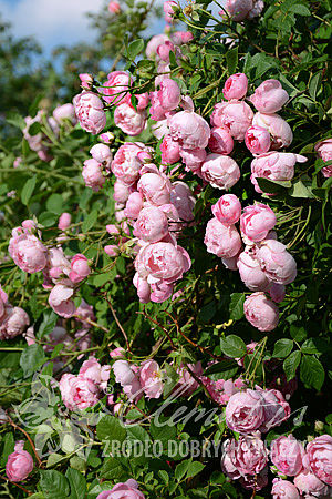 Rosa 'Raubritter'