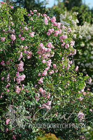 Rosa 'Raubritter'