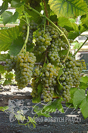 Vitis 'Solaris'