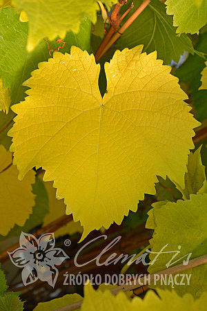 Vitis 'Solaris'