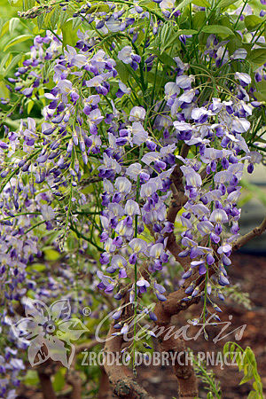 Wisteria floribunda 'Murasaki-noda' (syn. 'Purple Patches')