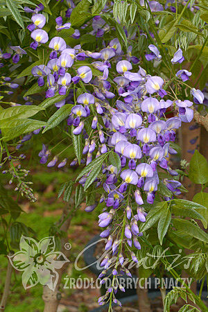 Wisteria floribunda 'Murasaki-noda' (syn. 'Purple Patches')