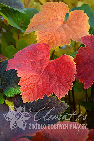 Vitis 'Rondo'