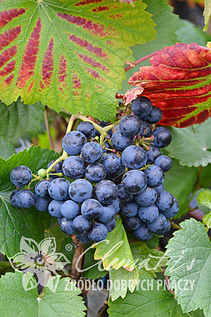 Vitis 'Rondo'