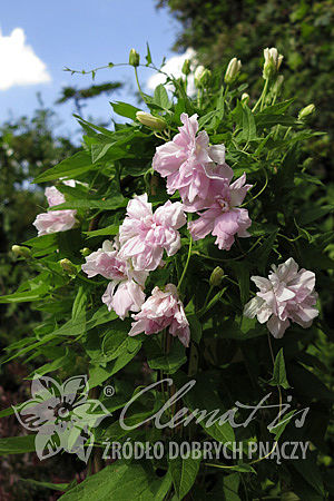 Calystegia hederacea 'Flore Pleno' (syn.'Multiplex')