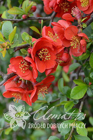 Chaenomeles ×superba 'Crimson and Gold'