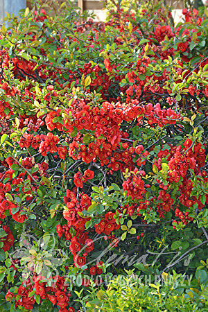 Chaenomeles ×superba 'Crimson and Gold'