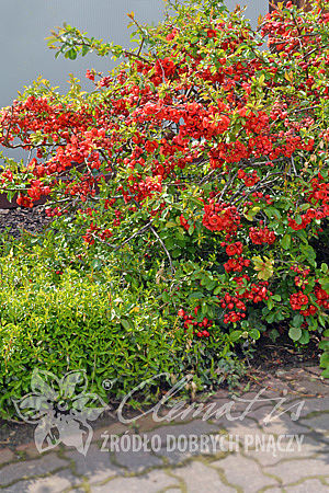 Chaenomeles ×superba 'Crimson and Gold'