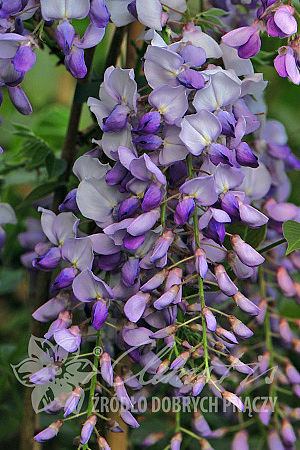 Wisteria sinensis 'Amethyst'