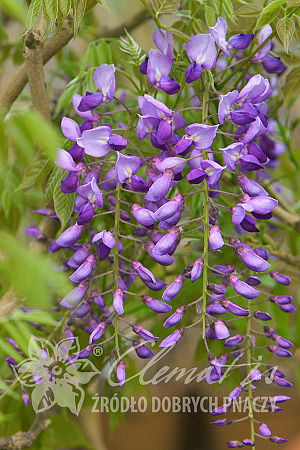 Wisteria sinensis 'Amethyst'