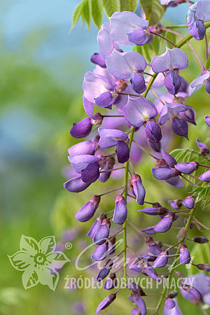 Wisteria sinensis 'Amethyst'