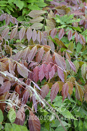 Wisteria sinensis 'Amethyst'