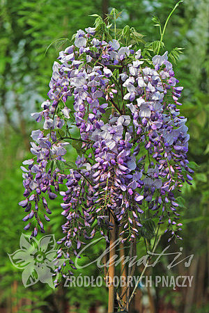 Wisteria sinensis 'Amethyst'