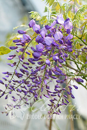 Wisteria sinensis 'Amethyst'