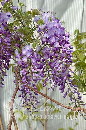 Wisteria sinensis 'Amethyst'