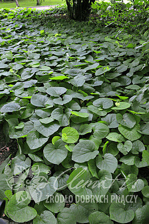 Aristolochia macrophylla (syn. Aristolochia durior)