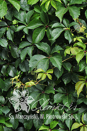 Parthenocissus quinquefolia REDWALL® 'Troki'