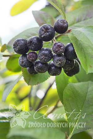 Aronia ×prunifolia 'Aron'