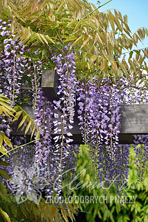 Wisteria floribunda 'Royal Purple'