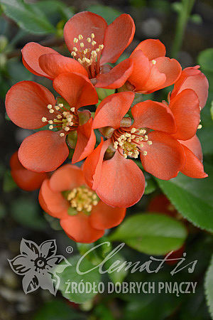 Chaenomeles japonica 'Cido'