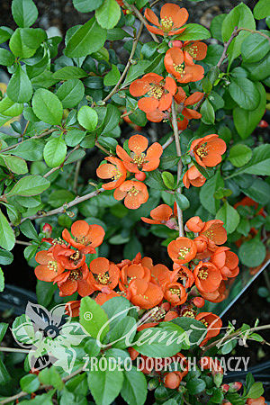 Chaenomeles japonica 'Cido'