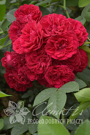 Rosa 'Chevy Chase'