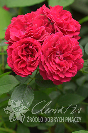Rosa 'Chevy Chase'