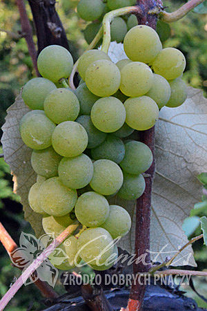 Vitis 'Ontario'