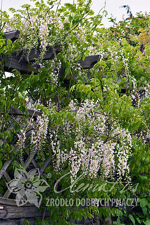 Wisteria floribunda 'Kuchi-beni' (syn. 'Lipstick')