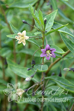 Lycium barbarum  AMBER SWEET GOJI®