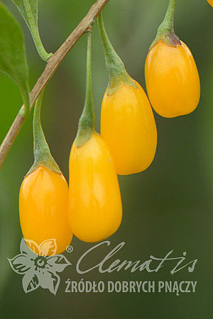 Lycium barbarum  AMBER SWEET GOJI®