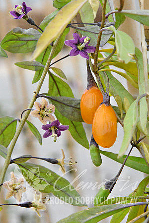 Lycium barbarum  AMBER SWEET GOJI®