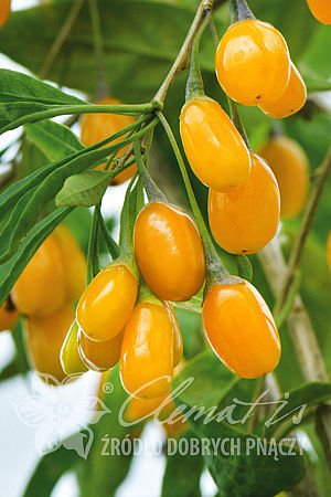 Lycium barbarum  AMBER SWEET GOJI®