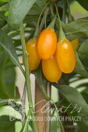 Lycium barbarum  AMBER SWEET GOJI®