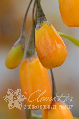 Lycium barbarum  AMBER SWEET GOJI®