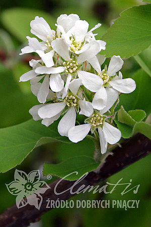 Amelanchier alnifolia 'Krasnojarskaya'