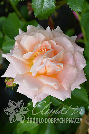 Rosa 'Morgengruss'